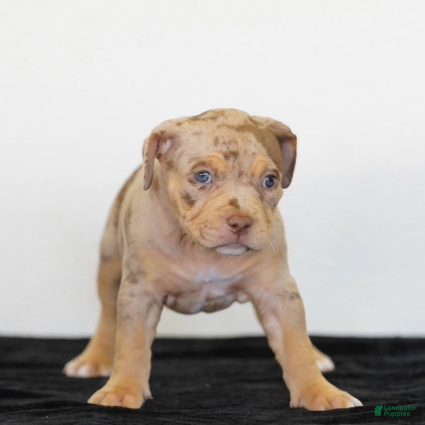 American Bully dogs for sale: American Bully 3 - Ad 1