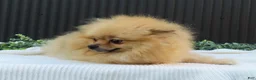 Pomeranian dogs for sale: Peanut 🩵🐾 - Ad 16