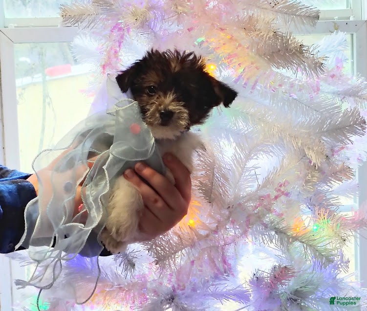 Yorkiepoo dogs Jingle - Ad 3