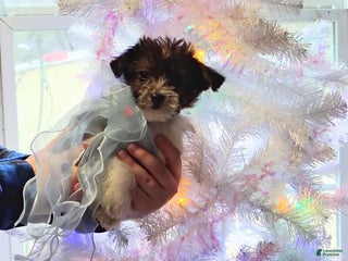 Yorkiepoo dogs Jingle - Ad 38