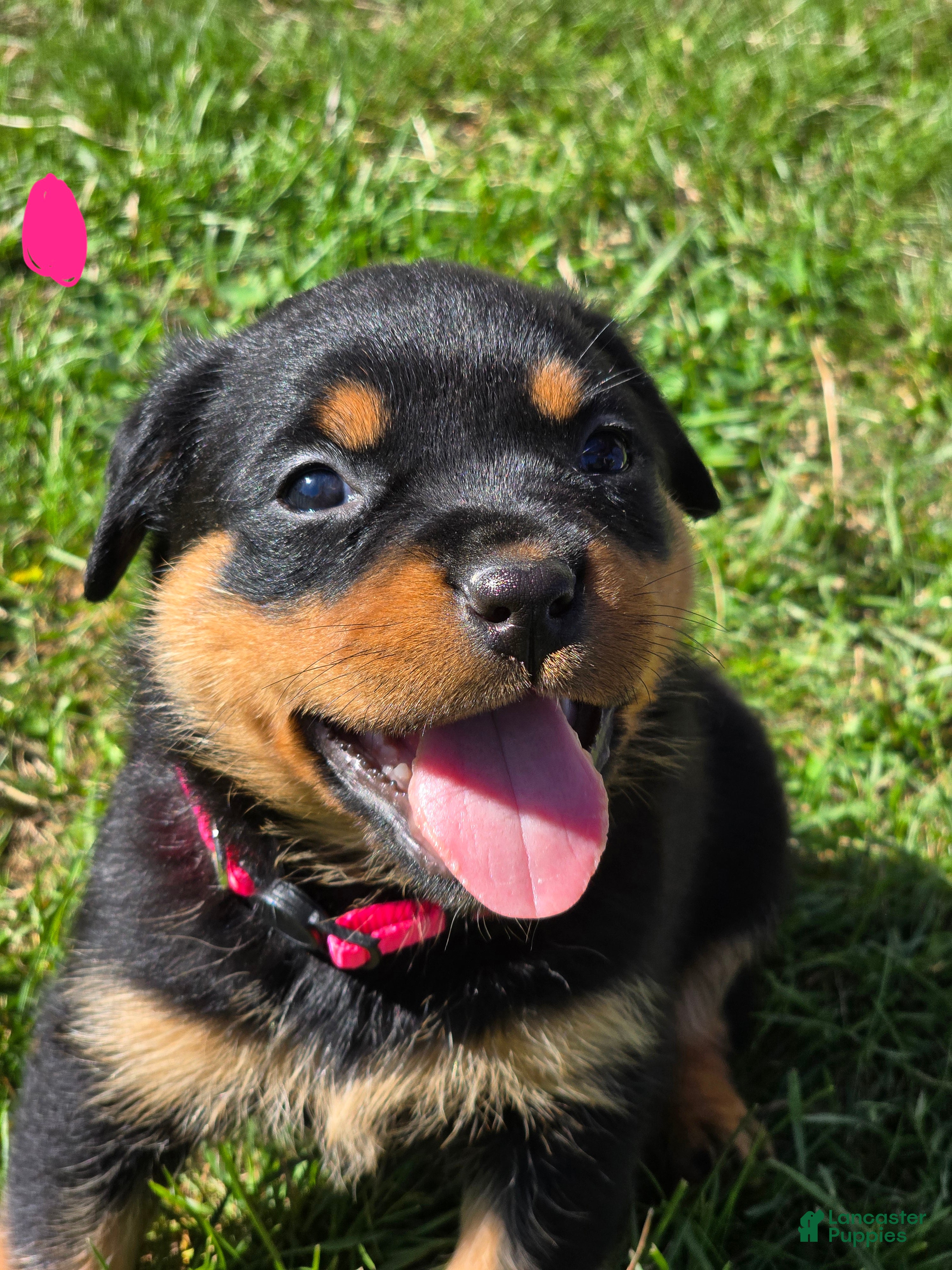 Rottweiler dogs Rottweiler pink collar female  - Ad 26