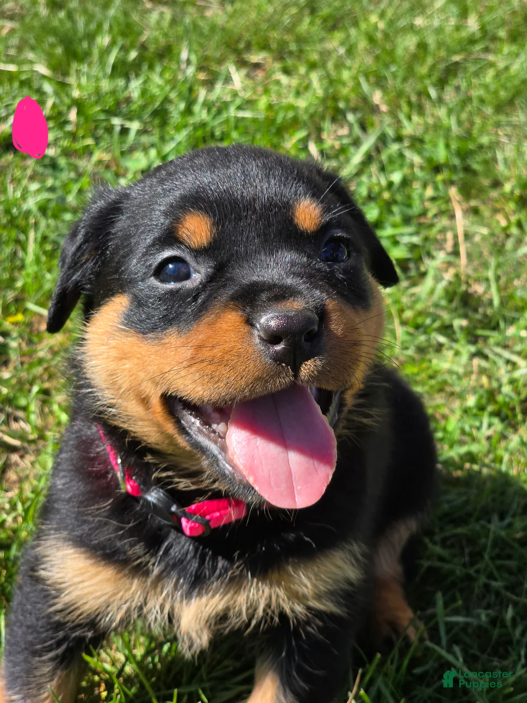 Rottweiler dogs for sale: Rottweiler pink collar female  - Ad 1