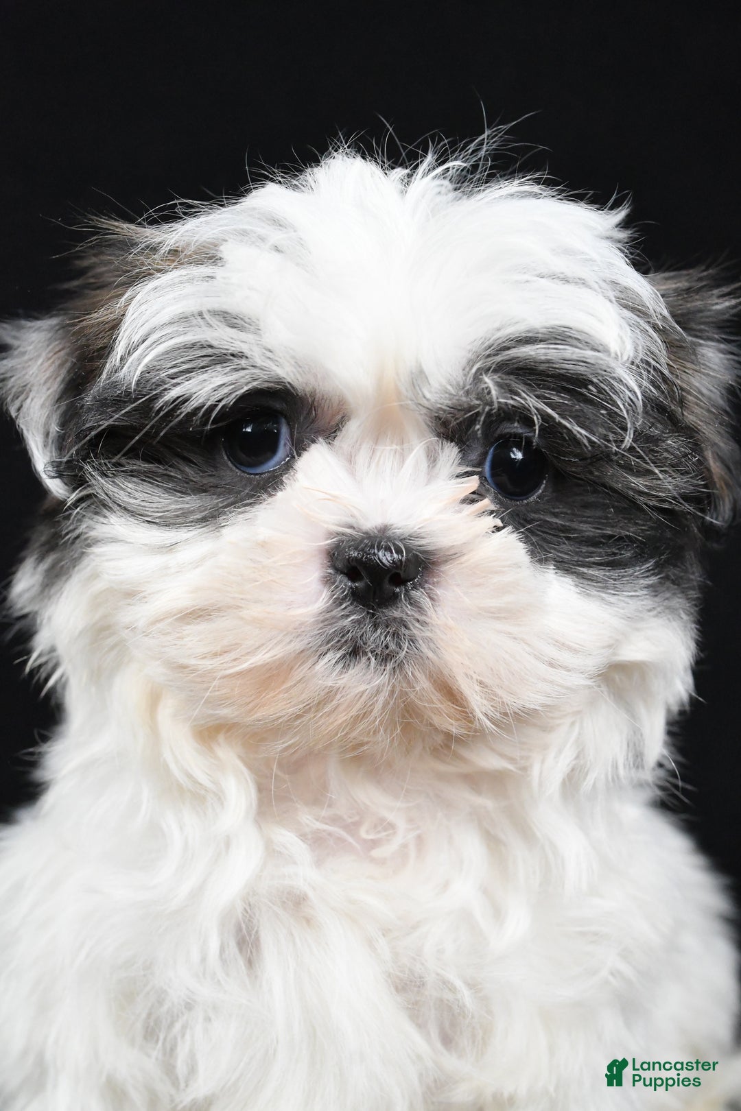 Shih Tzu dogs for sale: Benny - Ad 2