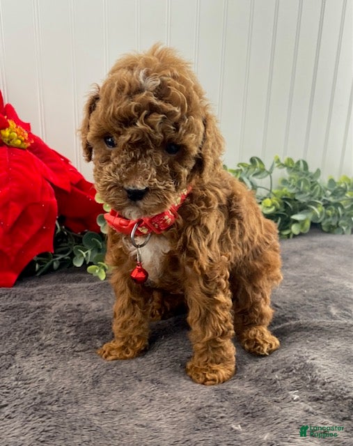 Toy Poodle dogs Jasper - Ad 15