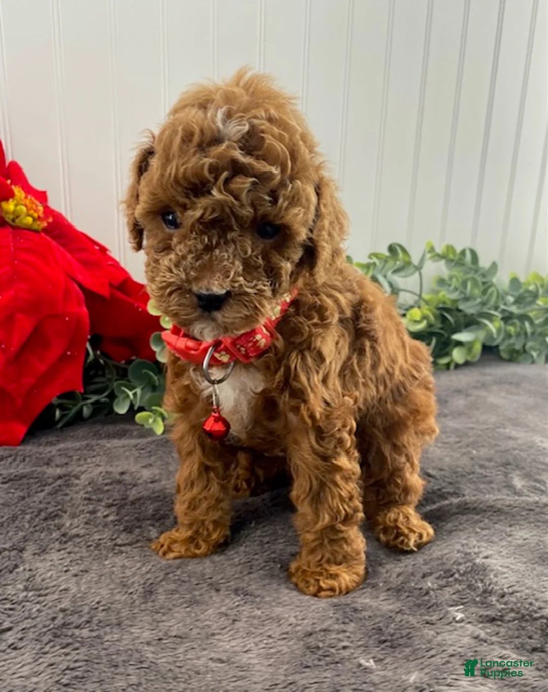 Toy Poodle dogs for sale: Jasper - Ad 1