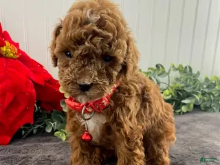 Toy Poodle dogs Jasper - Ad 15