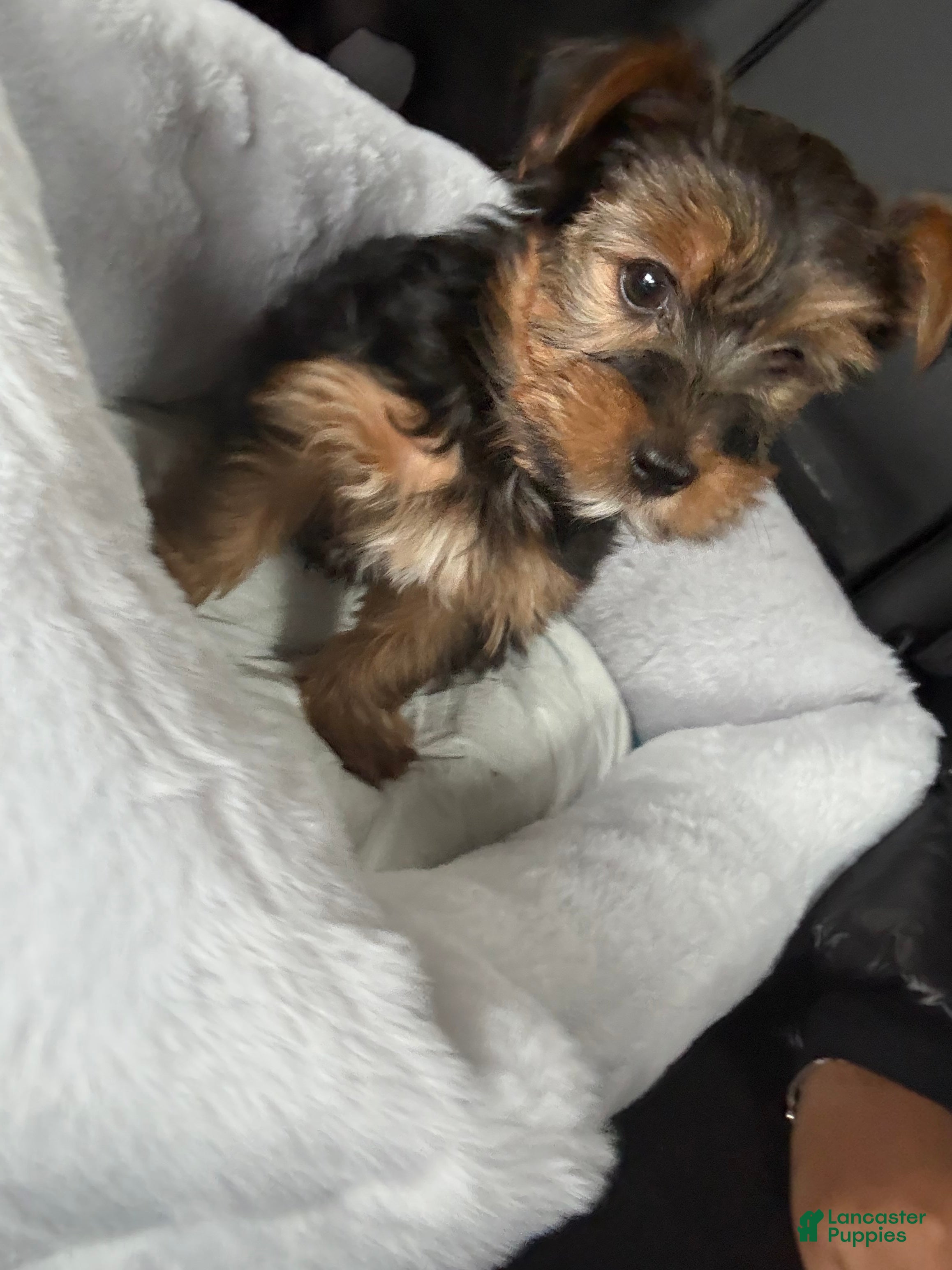 Yorkshire Terrier dogs Saint  - Ad 25