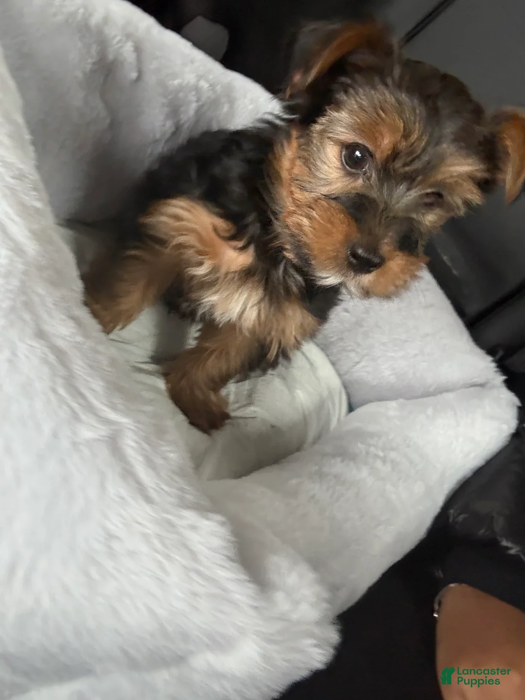 Yorkshire Terrier dogs for sale: Saint  - Ad 1
