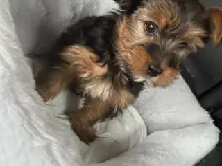 Yorkshire Terrier dogs Saint - Ad 12