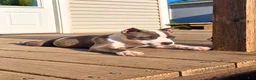 American Bully dogs for sale: 9x Kennels Marilyn Monroe  - Ad 14