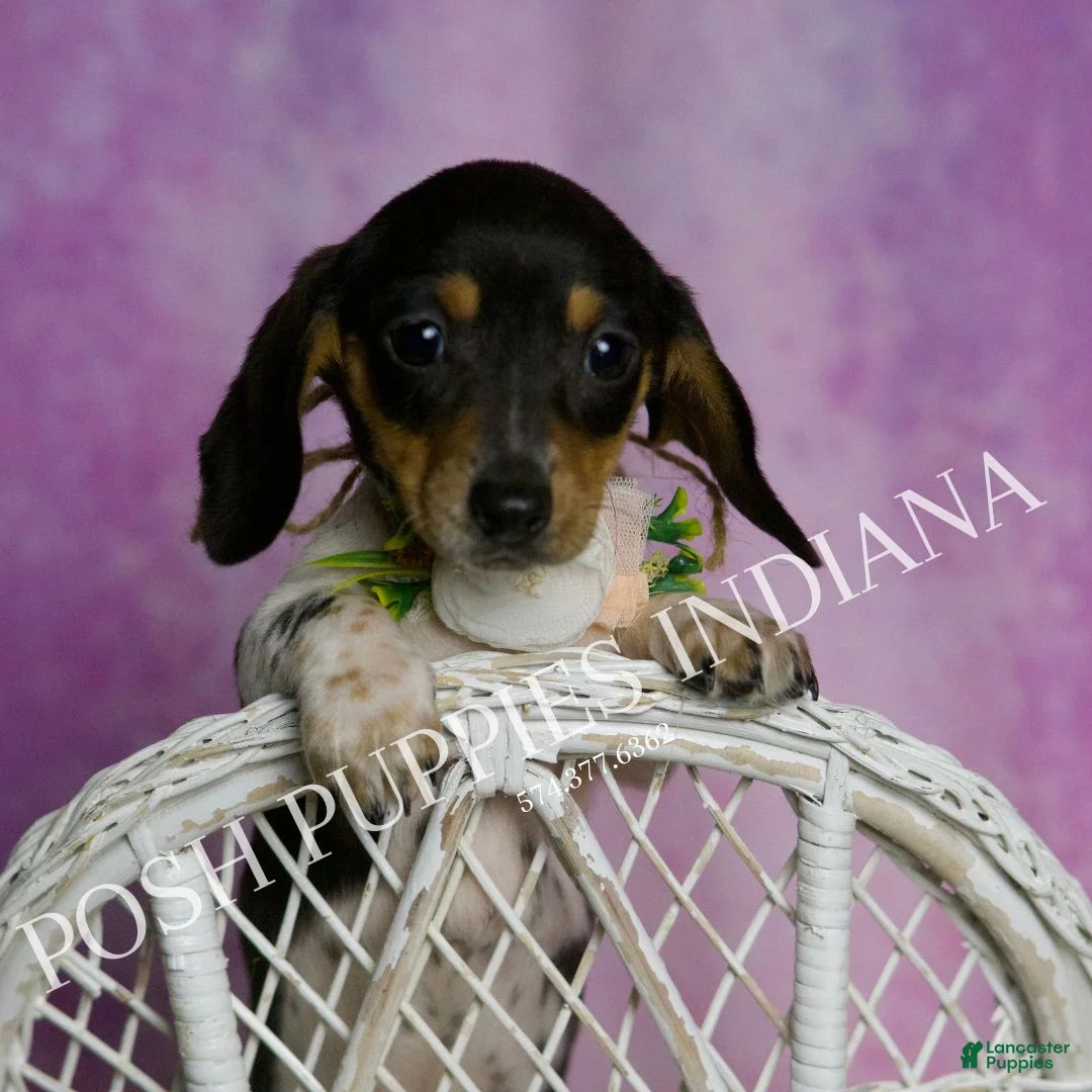 Miniature Dachshund dogs for sale: Dottie - Ad 6