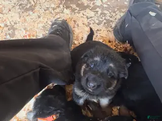 German Shepherd dogs for sale: German Shepherd Puppy 3 - Ad 3