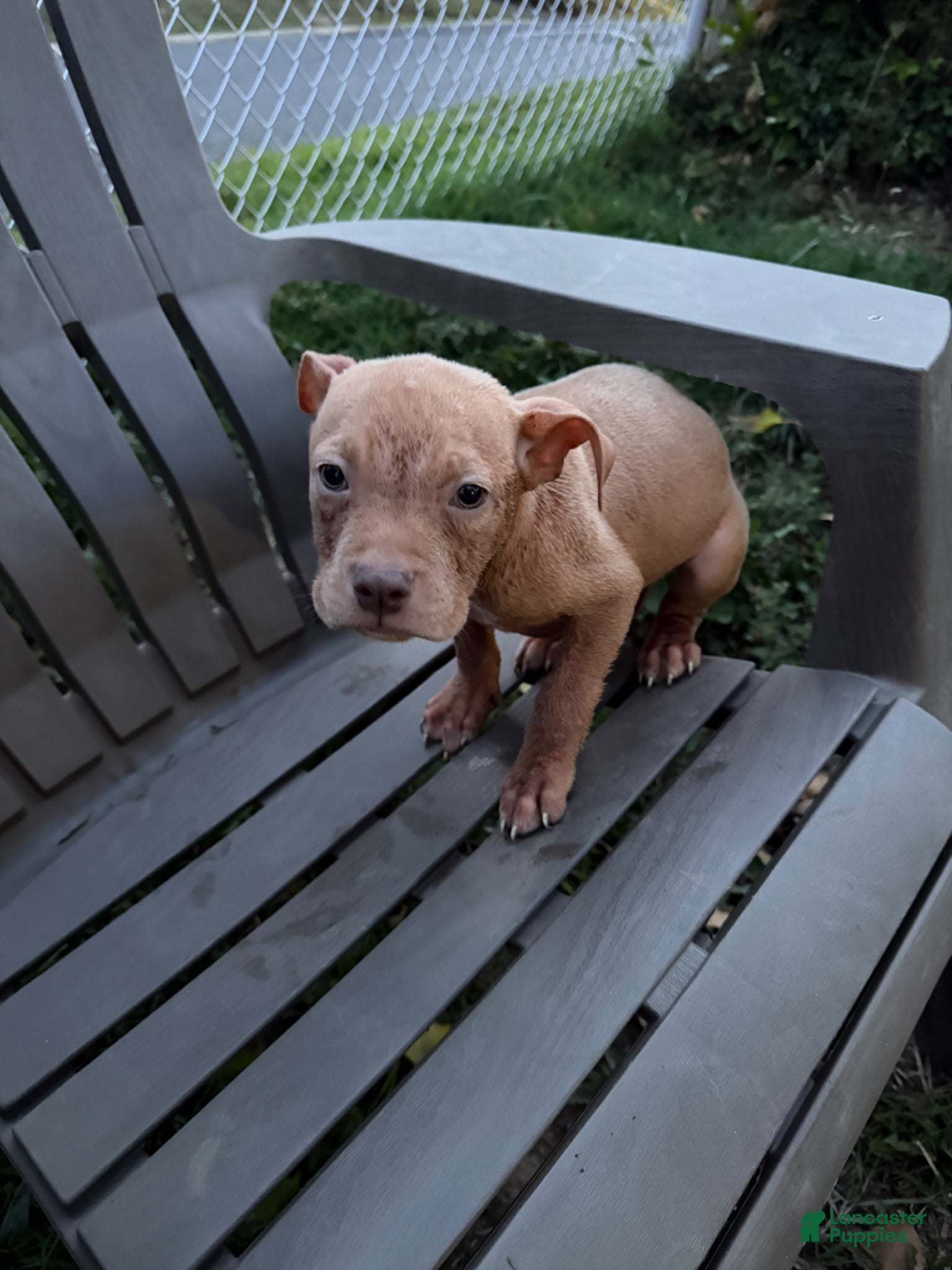 American Bully dogs for sale: Ace - Ad 3