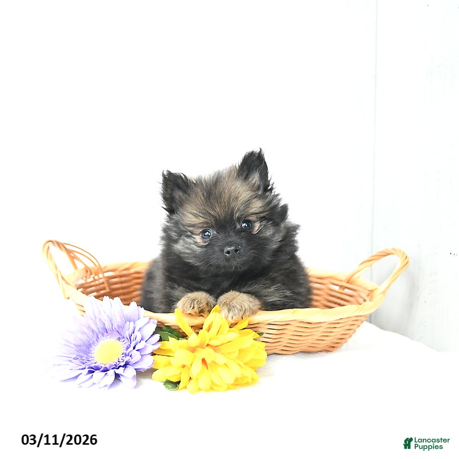 Pomeranian dogs Blacky - Ad 2