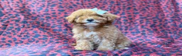 Cavapoo dogs for sale: Skittles - Ad 6