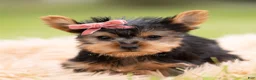 Yorkshire Terrier dogs for sale: Callie - Ad 3