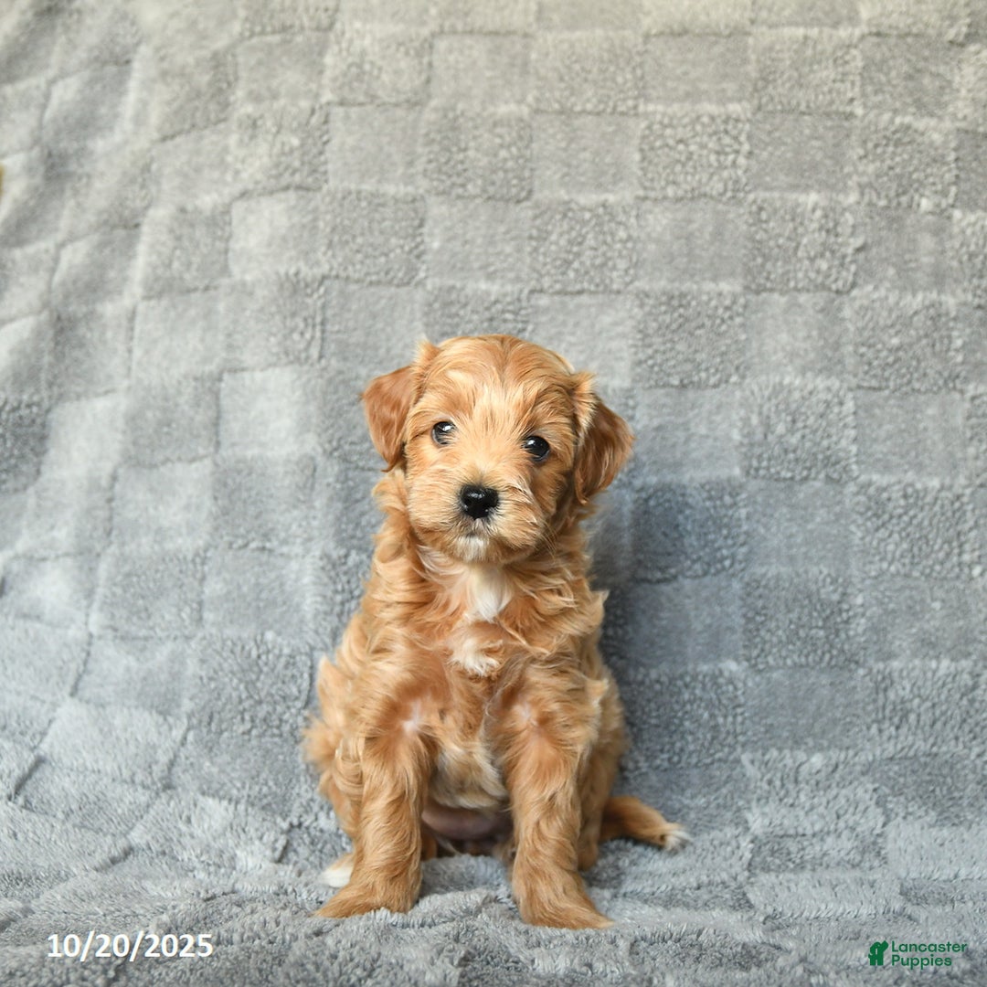 Havapoo dogs for sale: Kira - Ad 4