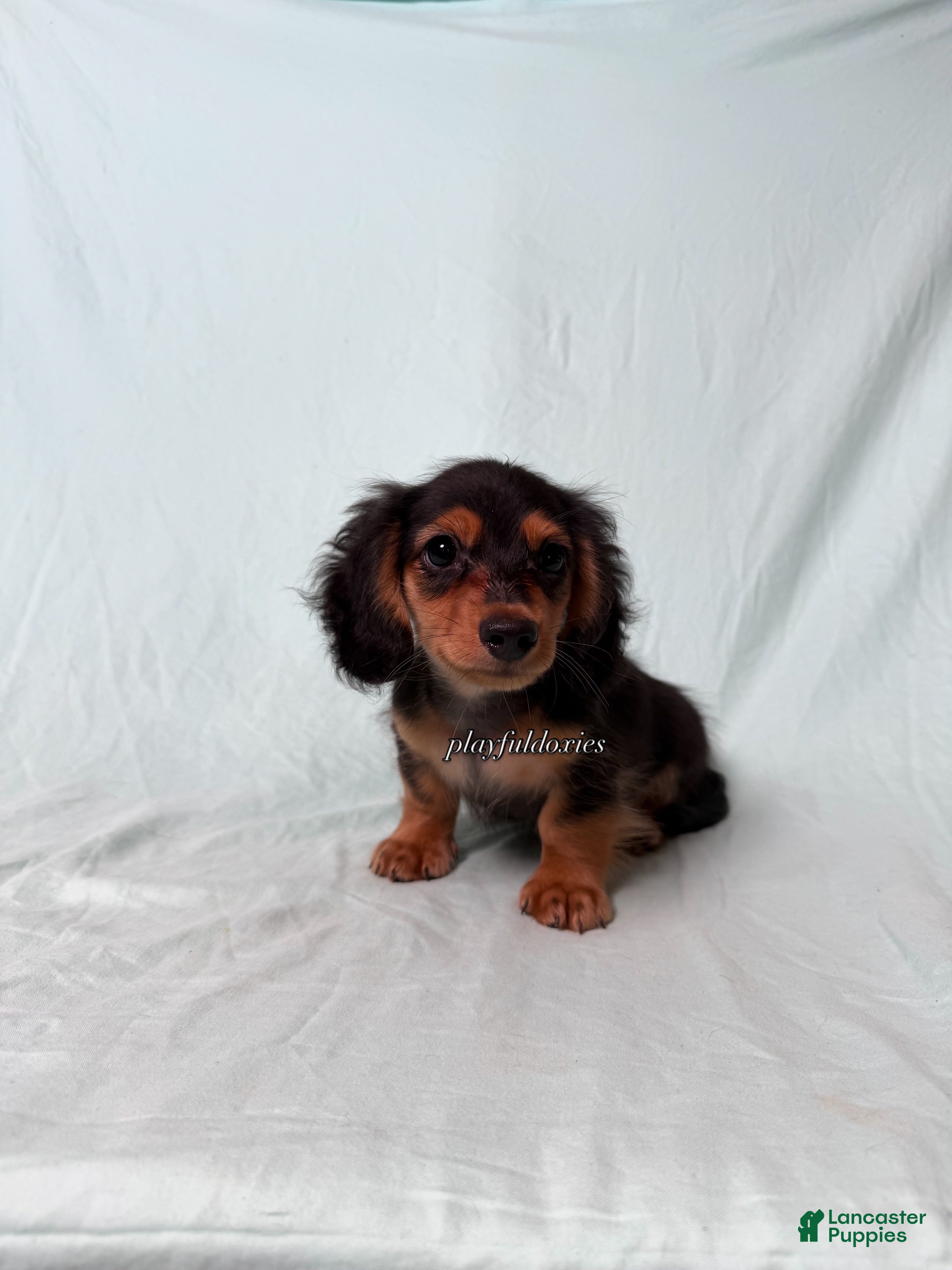 Miniature Dachshund dogs Black and Tan Long Haired Male  - Ad 40