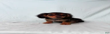 Black and Tan Long Haired Male 