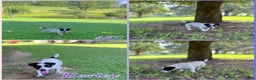 Jack Russell Terrier dogs for sale: Strait  - Ad 2