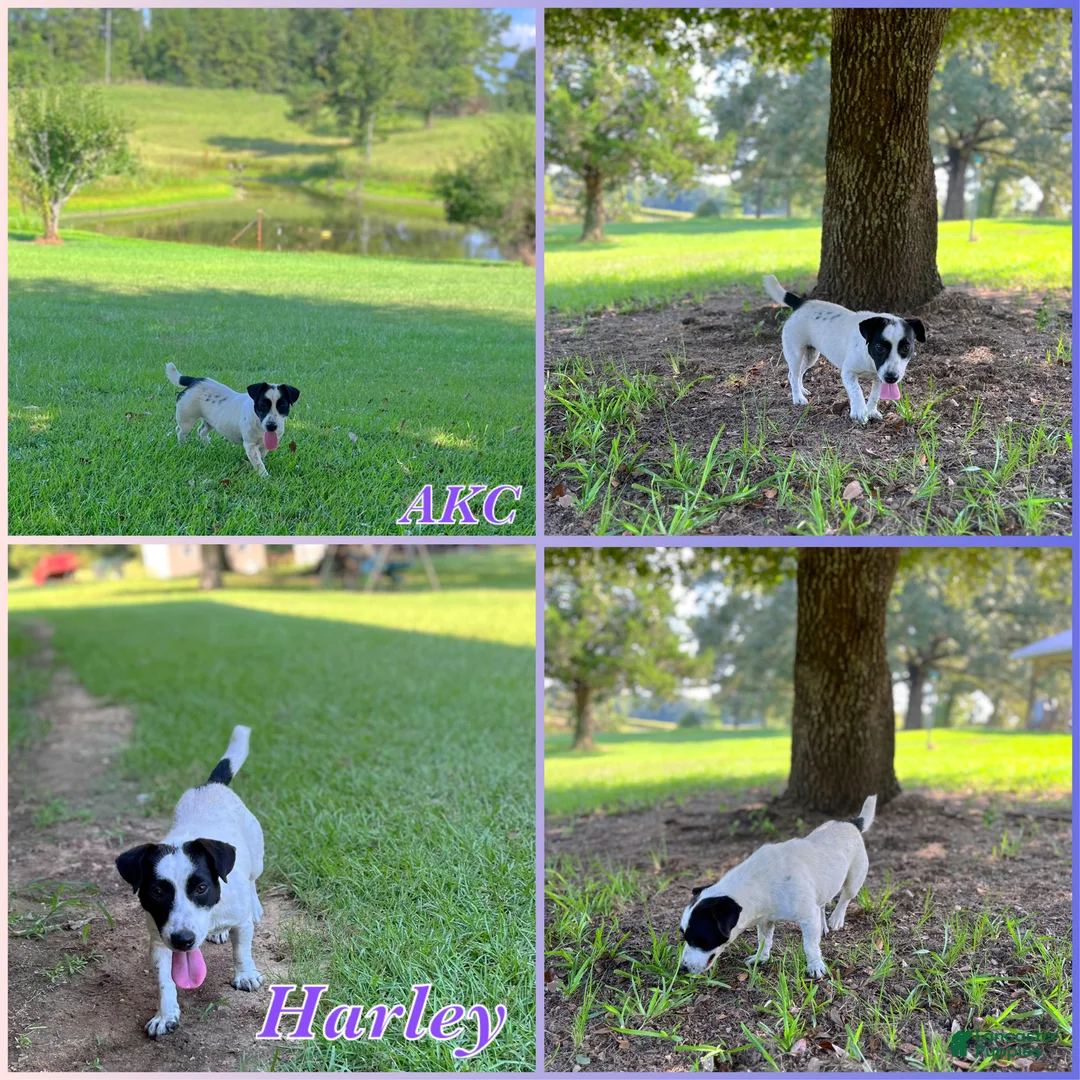 Jack Russell Terrier dogs for sale: Strait  - Ad 2