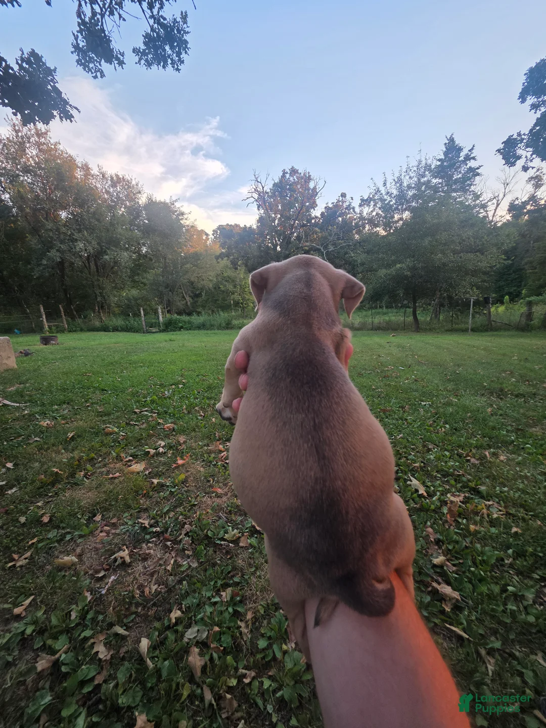 American Bully dogs for sale: American Bully 6 - Ad 2