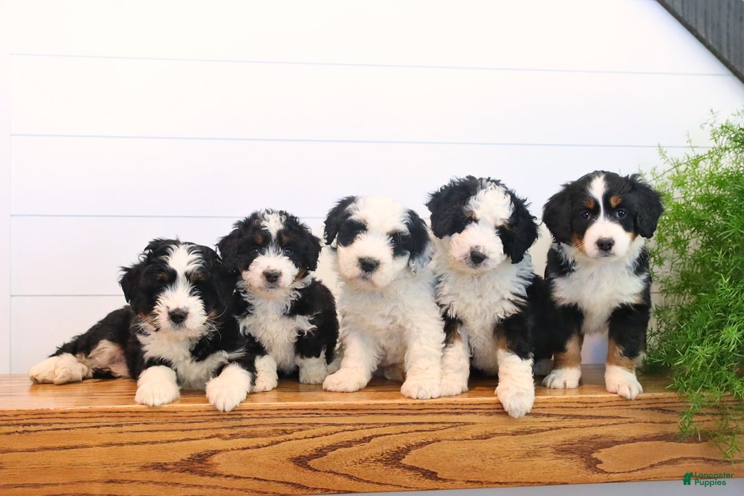 Mini Bernedoodle dogs for sale: Sugar - Ad 2