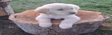 Golden Retriever Puppy 2