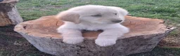 Golden Retriever dogs for sale: Golden Retriever Puppy 2 - Ad 1