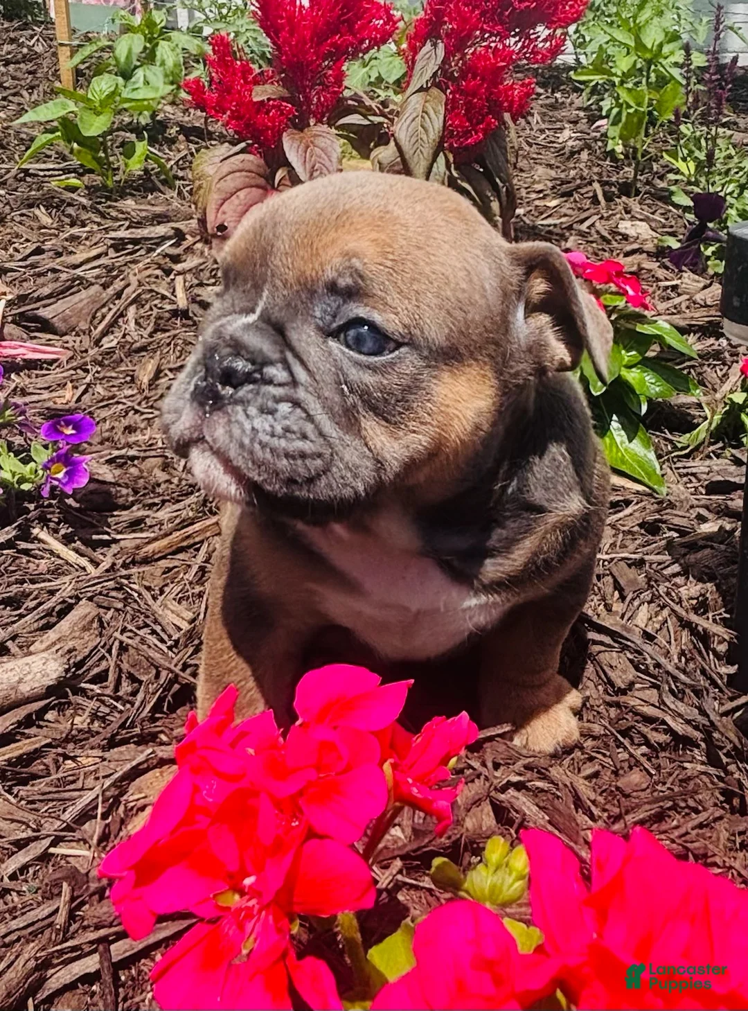 English Bulldog dogs for sale: Leah - Ad 15