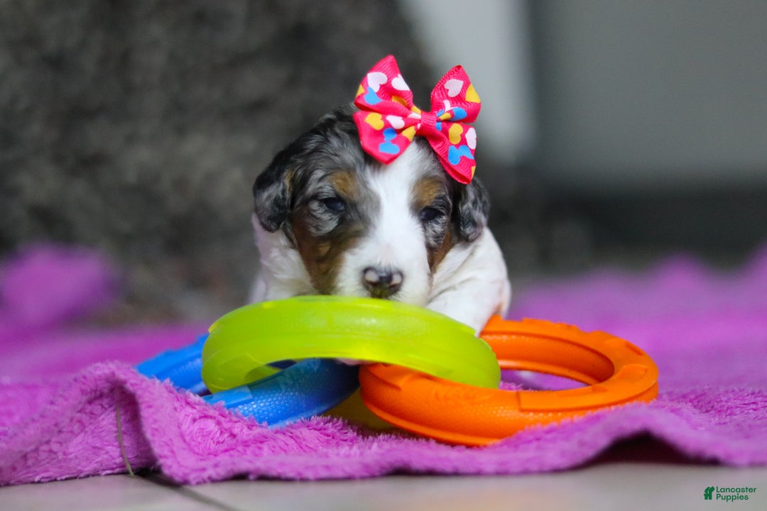 Mini Bernedoodle dogs for sale: Dawn — Female — $2499 - Ad 1