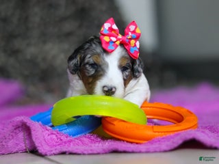 Mini Bernedoodle dogs Dawn — Female — $2499 - Ad 21