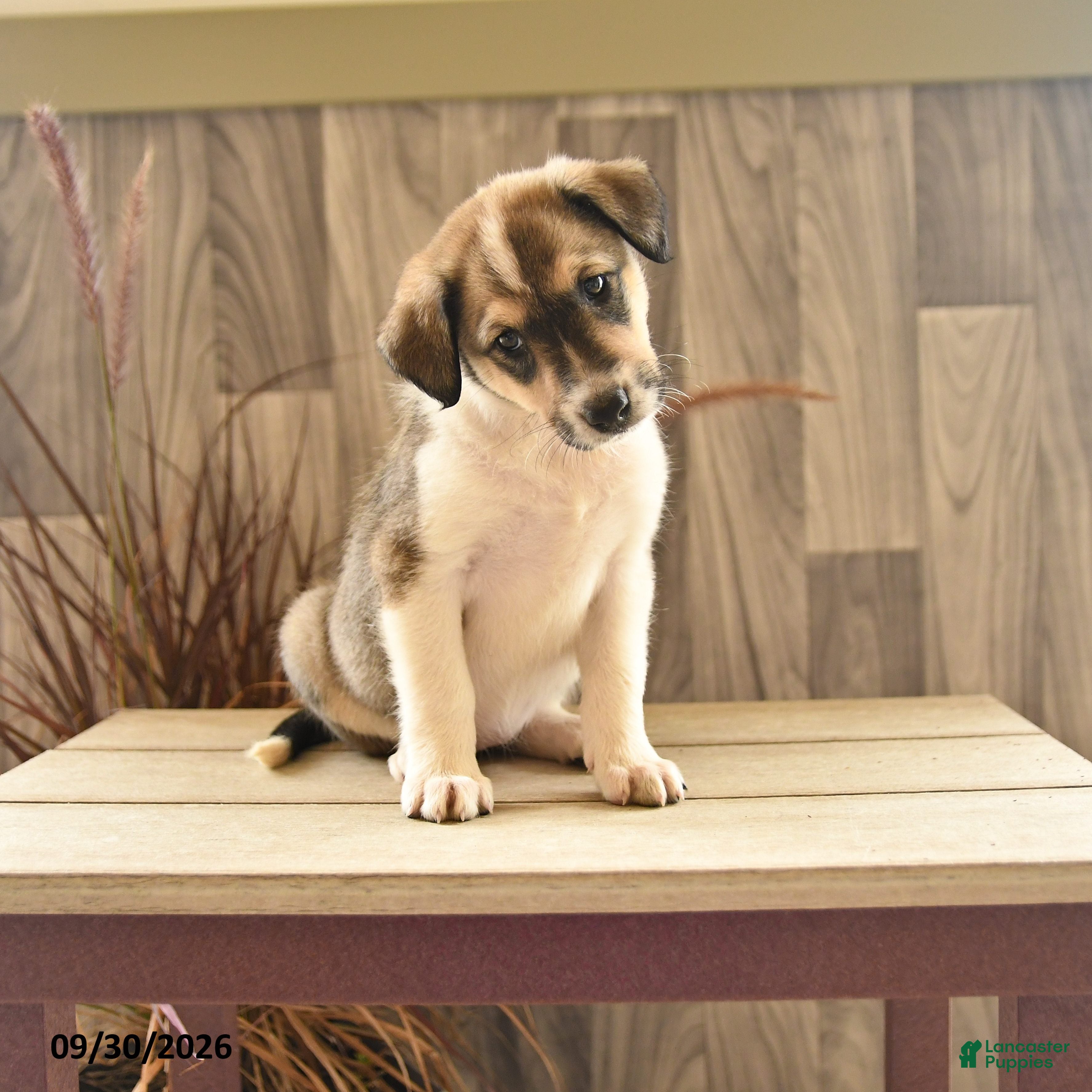 Mixed Breed dogs Soap Suds - Ad 1