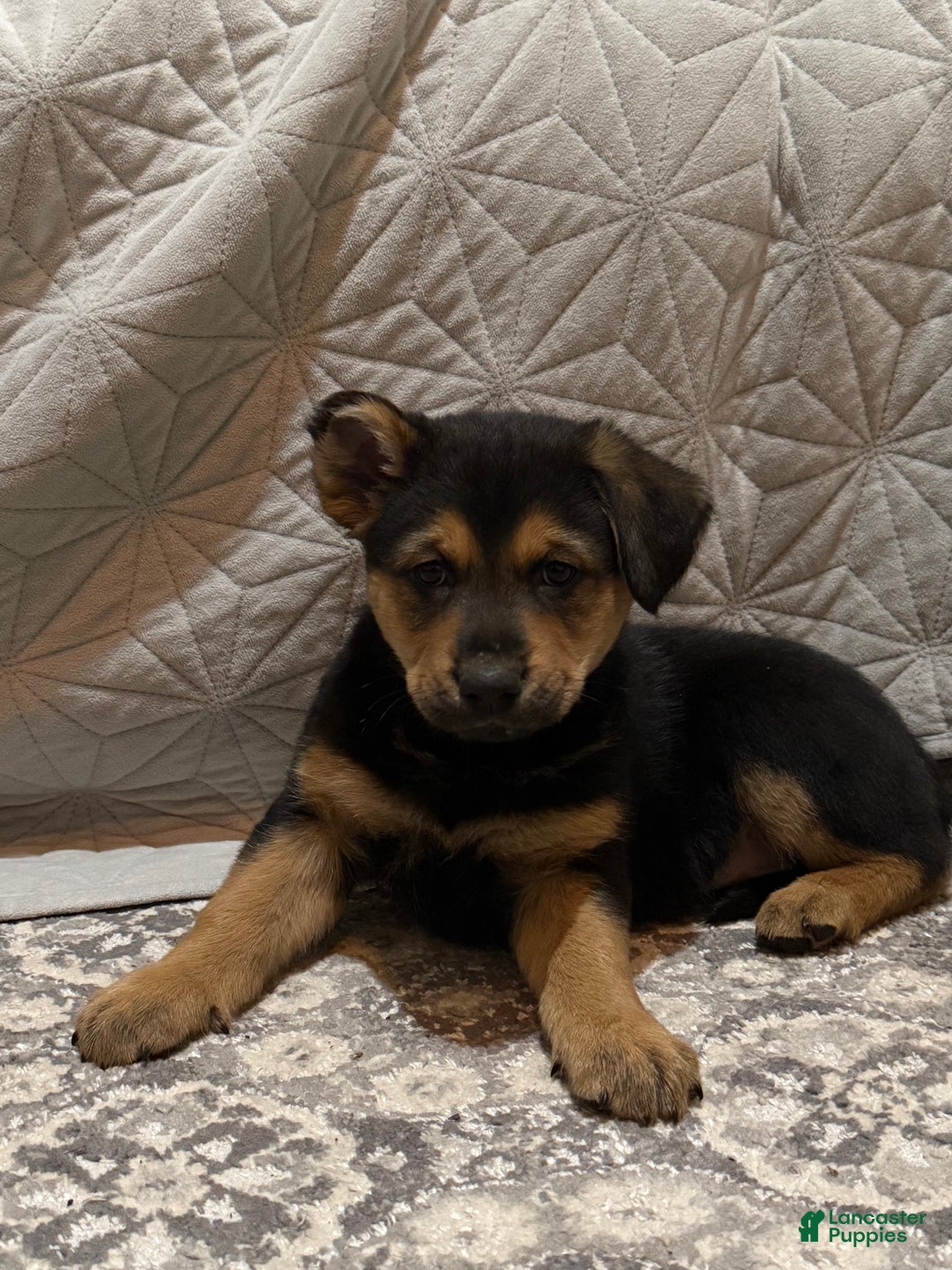 Mixed Breed dogs for sale: Mixed Breed Puppy 2 - Ad 3