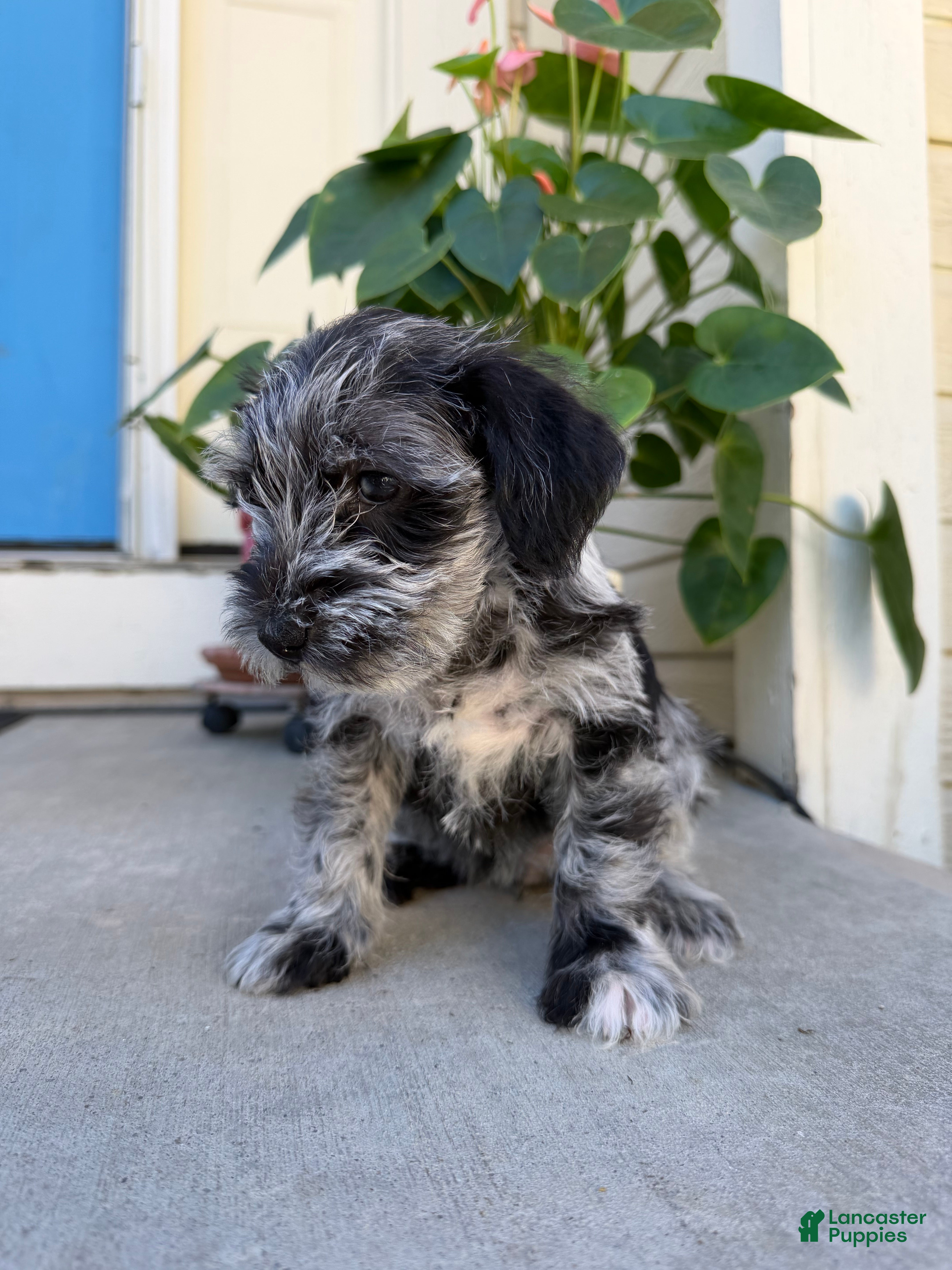 Miniature Schnauzer dogs Panda - Ad 11