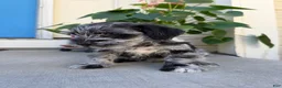 Miniature Schnauzer dogs for sale: Panda - Ad 1