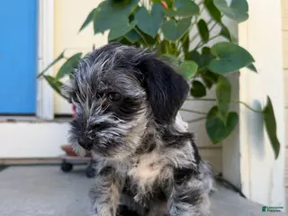 Miniature Schnauzer dogs Panda - Ad 29