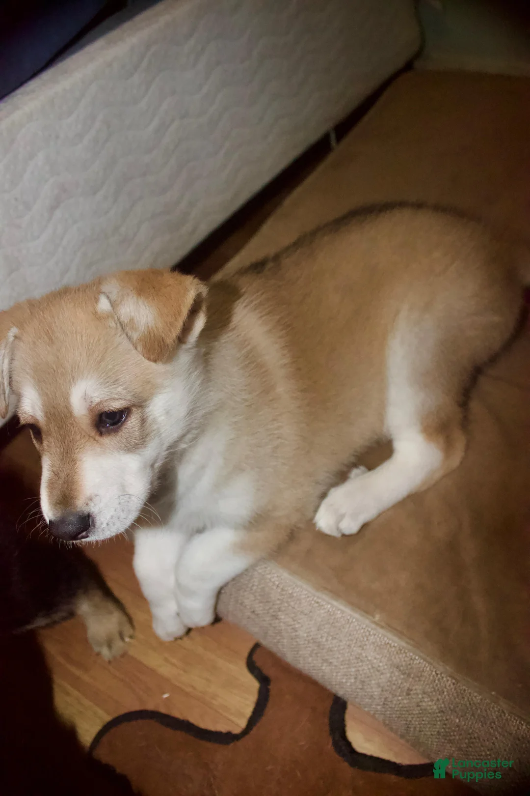 Gerberian Shepsky dogs for sale: Lagertha - Ad 1