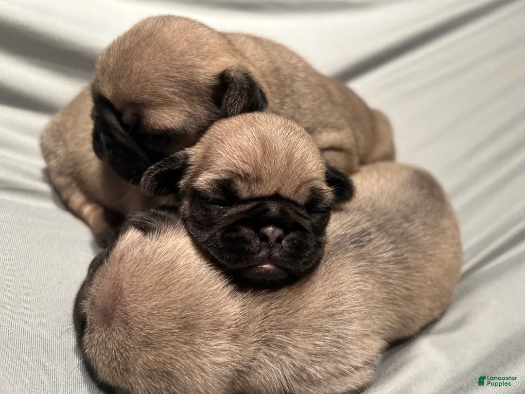 Pug dogs for sale: Piper - Ad 2