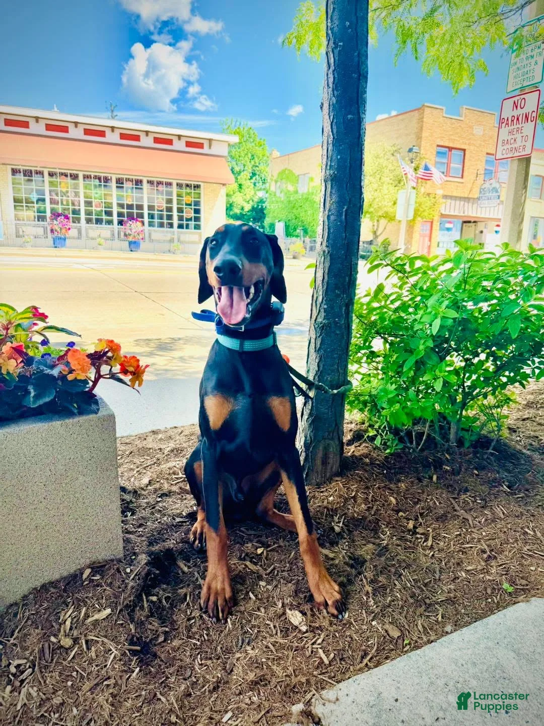 Doberman Pinscher dogs for sale: Zeus - Ad 1