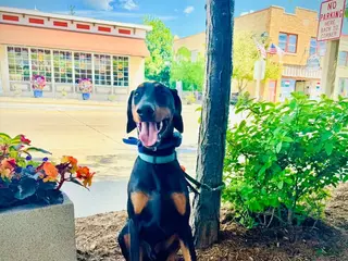 Doberman Pinscher dogs Zeus - Ad 1