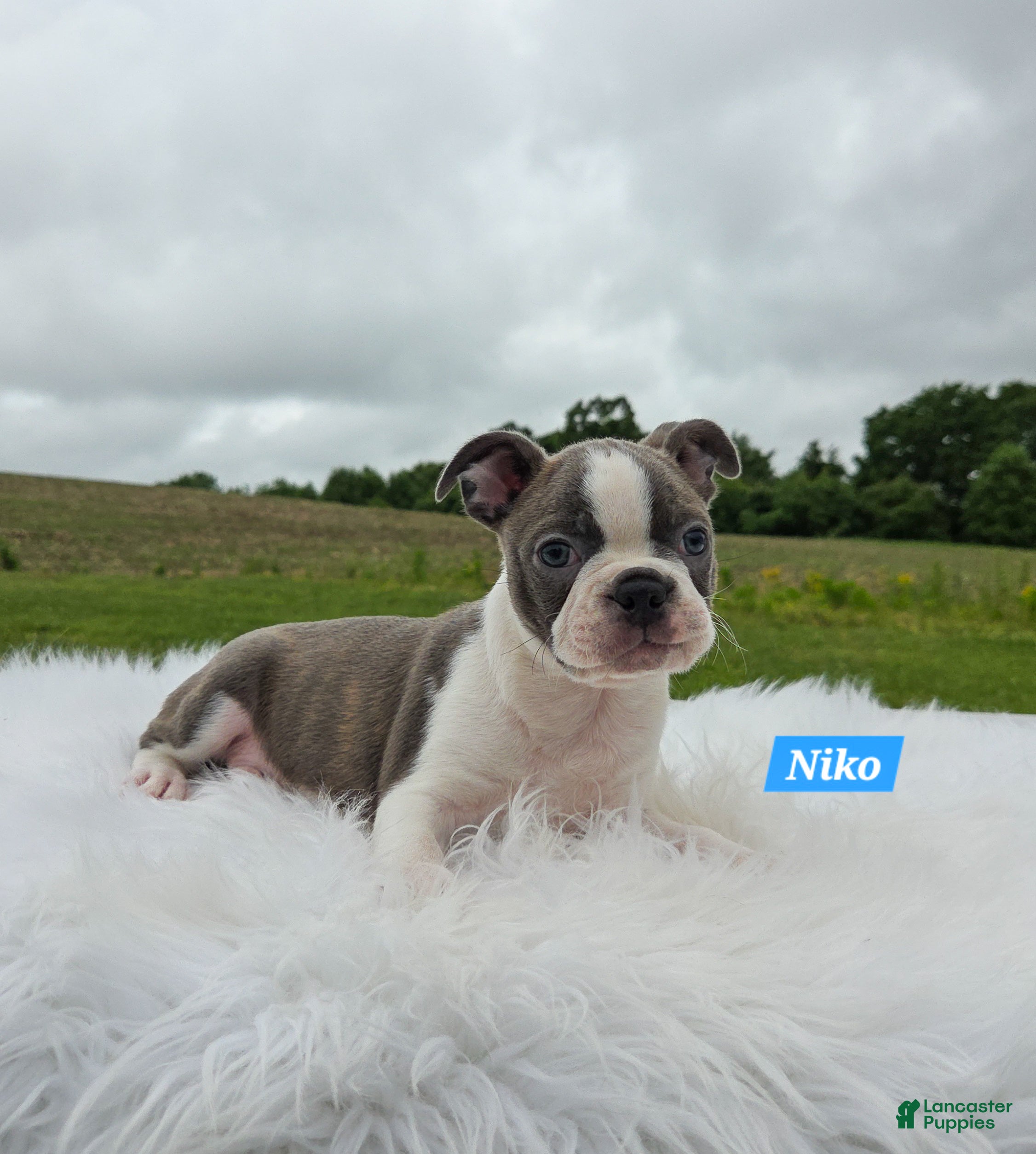Boston Terrier dogs for sale: Niko - Ad 2