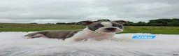 Boston Terrier dogs for sale: Niko - Ad 1