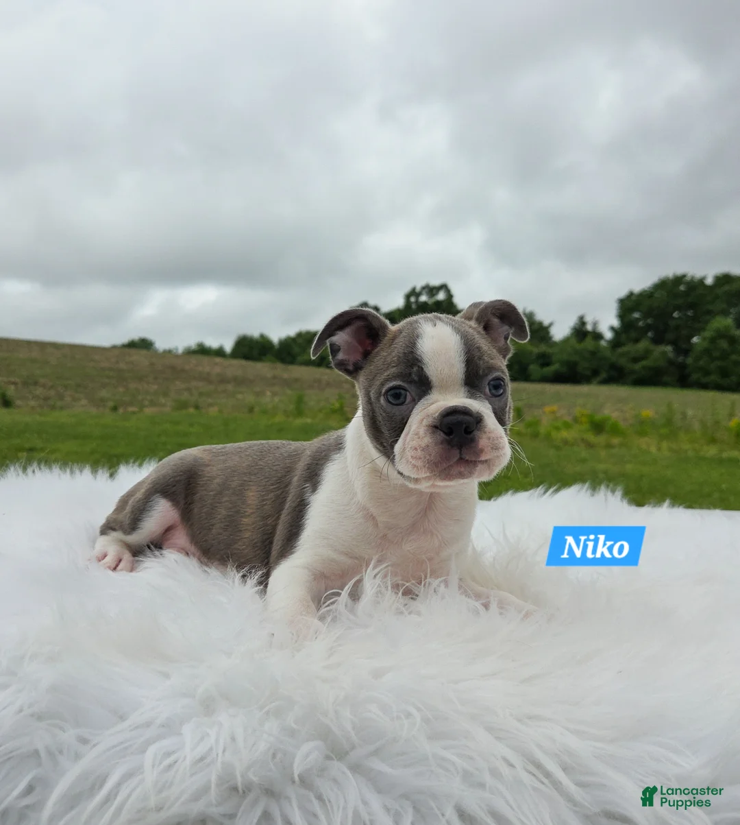 Boston Terrier dogs for sale: Niko - Ad 1