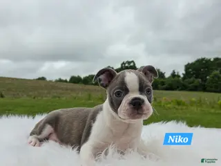 Boston Terrier dogs for sale: Niko - Ad 2
