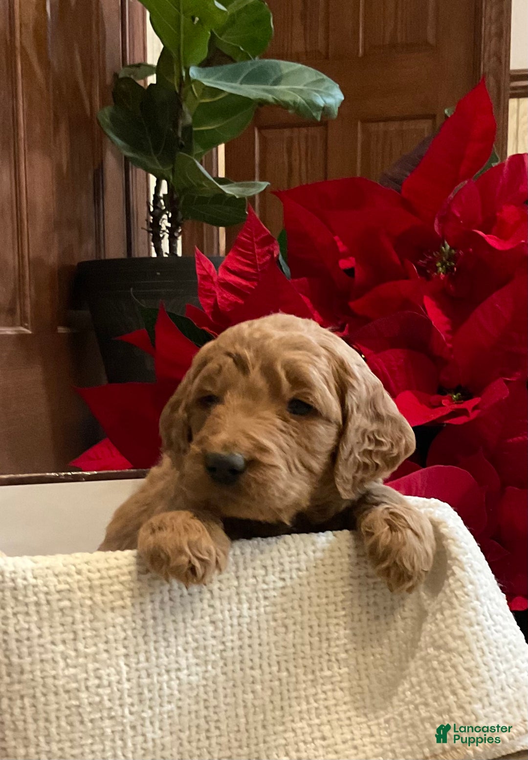 Goldendoodle dogs for sale: Goldendoodle Puppy 3 - Ad 4