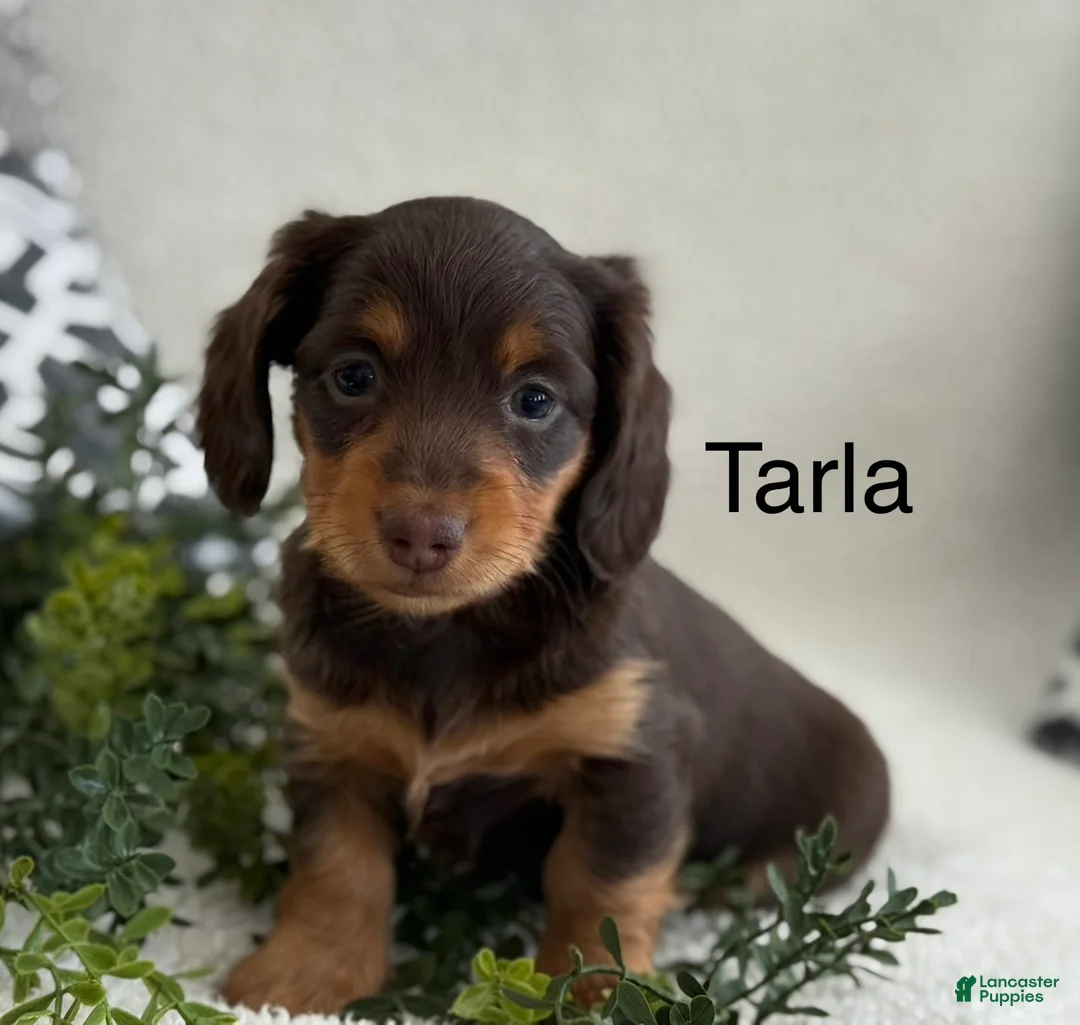 Miniature Dachshund dogs for sale: Tarla - Ad 1