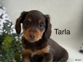 Miniature Dachshund dogs Tarla - Ad 38