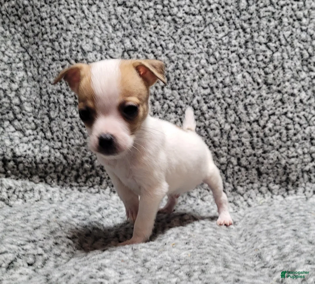 Jack Russell Terrier dogs for sale: Westfork's TATER - Ad 8