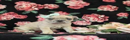 French Bulldog dogs for sale: Reba - Ad 3
